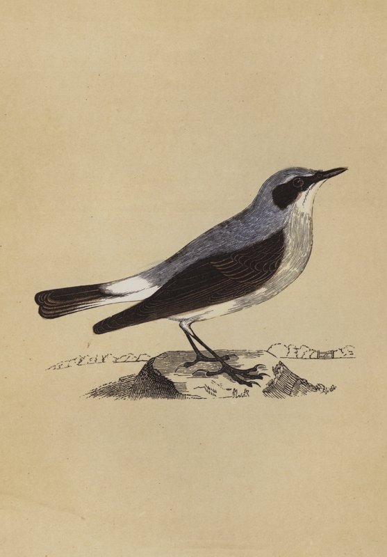 Hvedear (farve litho) af English School