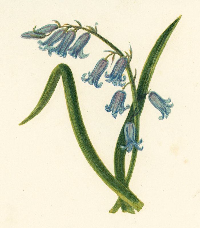Vild hyacint, hyacint uden script (farve litho) af English School
