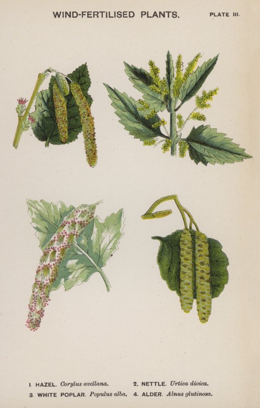 Vindbefrugtede planter (farve litho) af English School