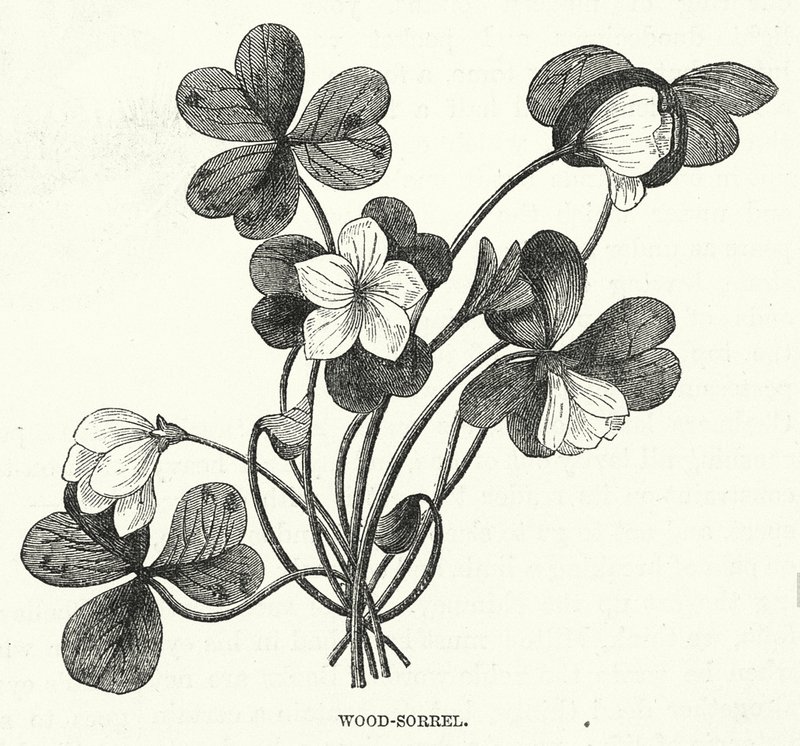 Wood-Sorrel (gravering) af English School
