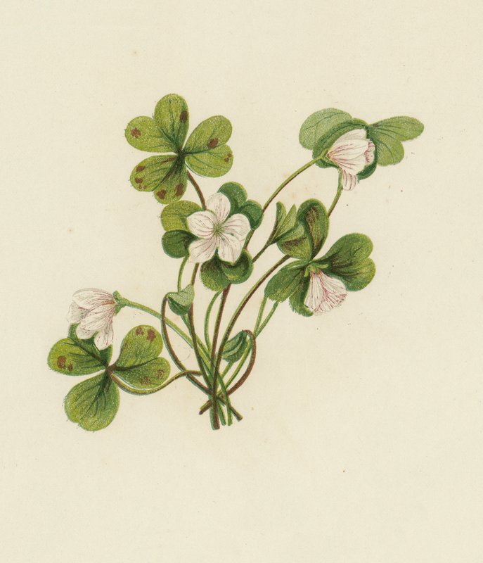 Træsyre, Oxalis Acetosella (farve litho) af English School