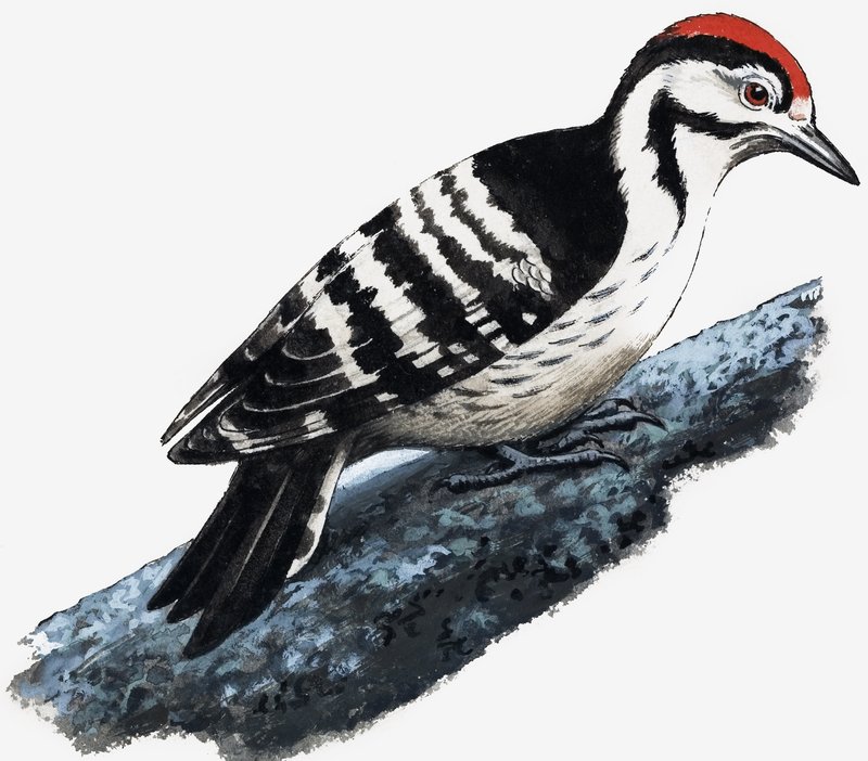 Spætte (Downy Woodpecker) af English School