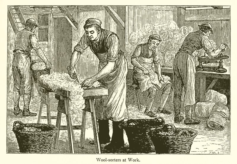 Uldsorterer af English School
