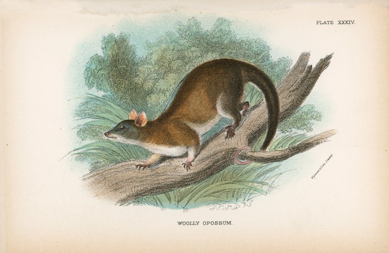 Uldede Opossum af English School