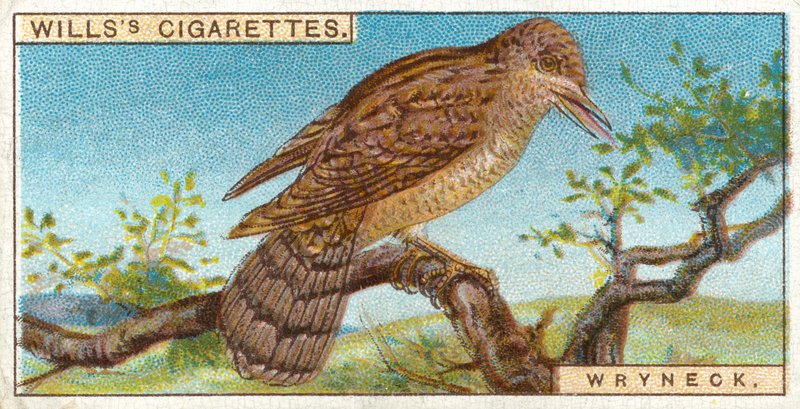 Wryneck af English School