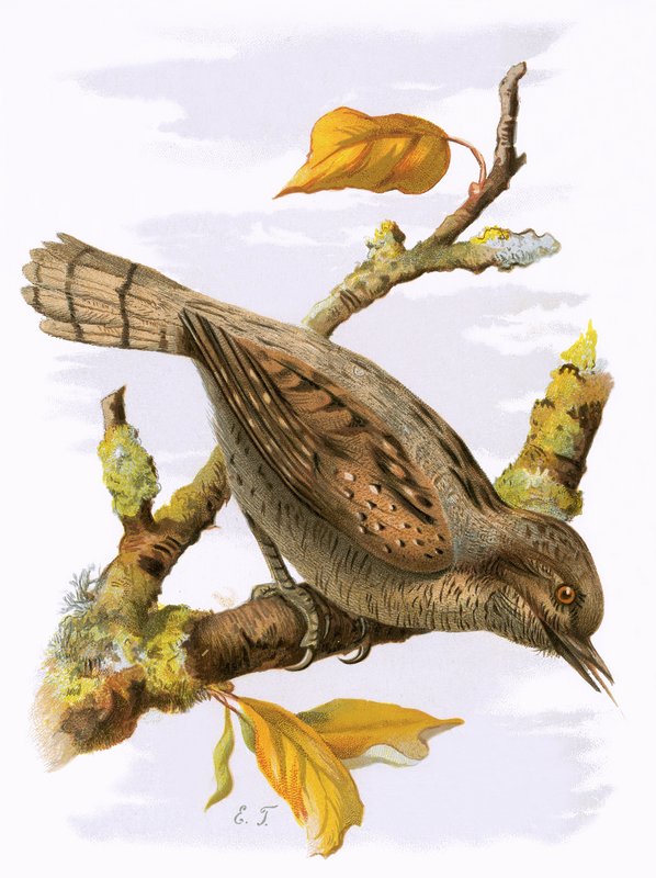 Wryneck af English School
