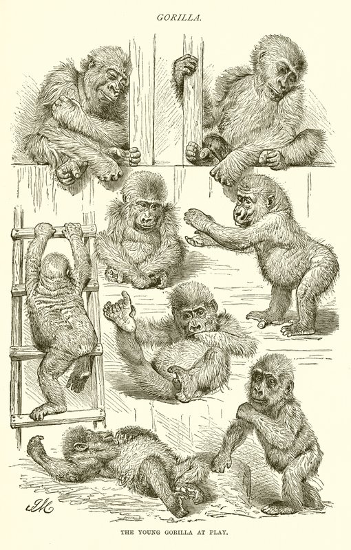 Ung gorilla i leg af English School