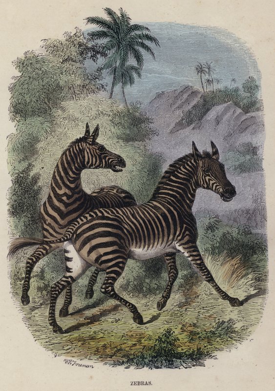 Zebraer (farvet gravering) af English School