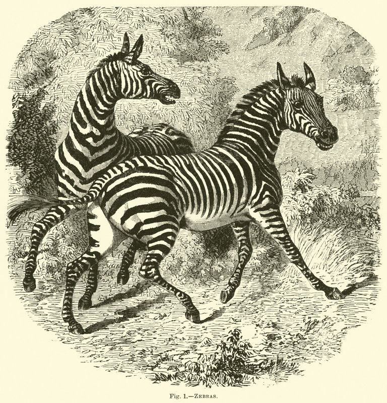 Zebraer af English School