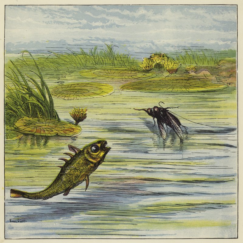 Fisk og flue af Ernest Henry Griset
