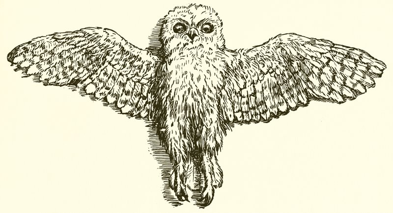Ørnen og uglen af Ernest Henry Griset