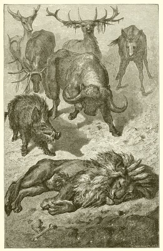 Den gamle Løve af Ernest Henry Griset