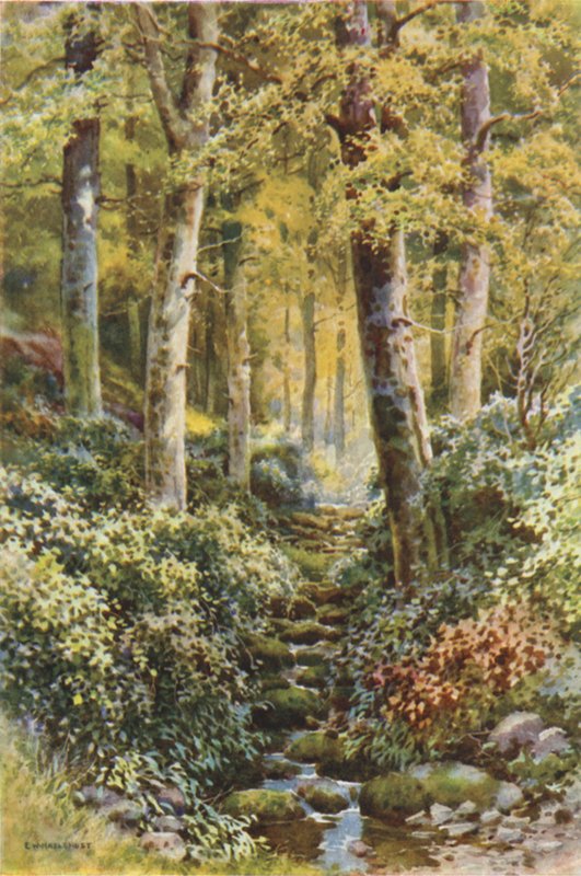 Fairlight Glen (farve litho) af Ernest William Haslehust