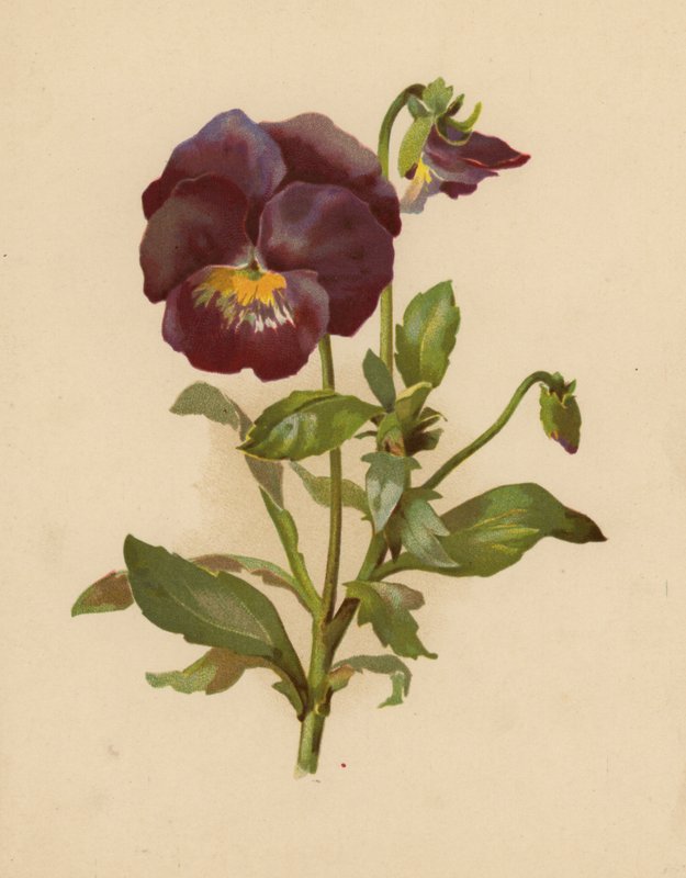 Stedmoderblomsten (chromolitho) af Ethel C. Nisbet