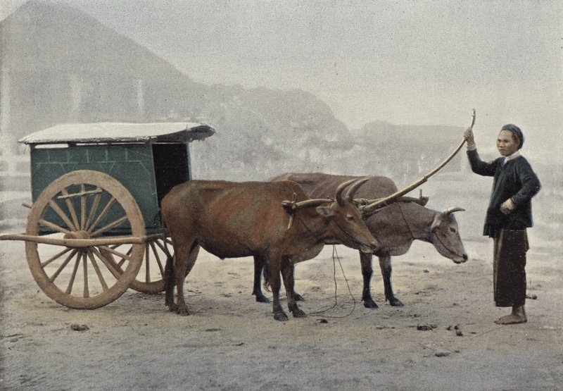 Annamesisk hitch af European Photographer