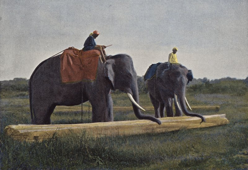 Ceylon, elefanter, der trækker en planke af European Photographer