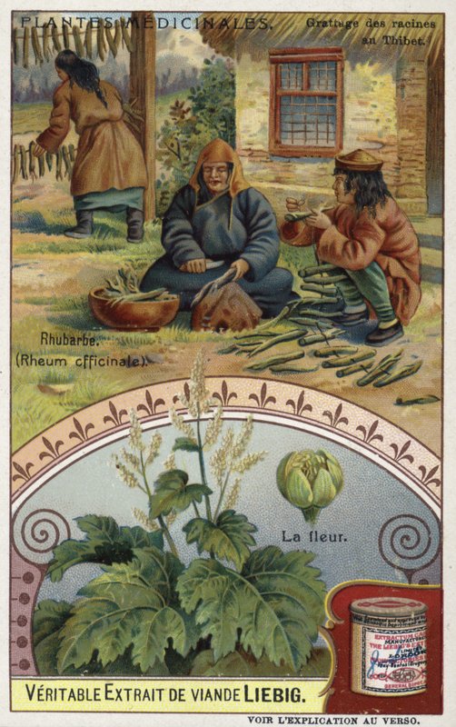 Rhubarb; grating roots in Tibet  af European School