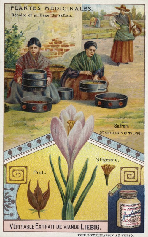 Saffron: harvesting and roasting of crocus stigmas  af European School