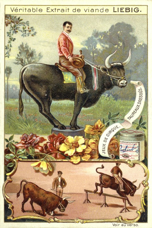 Trained bulls  af European School