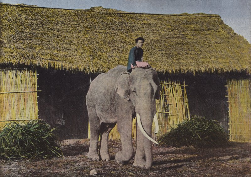 Elefant på arbejde af European Photographer