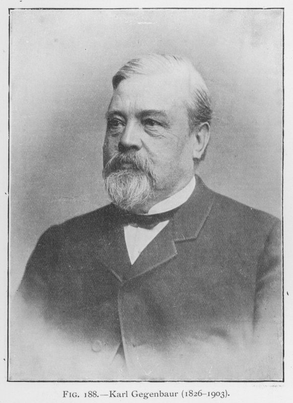 Karl Gegenbaur (1626-1903), portræt (s/h foto) af European Photographer