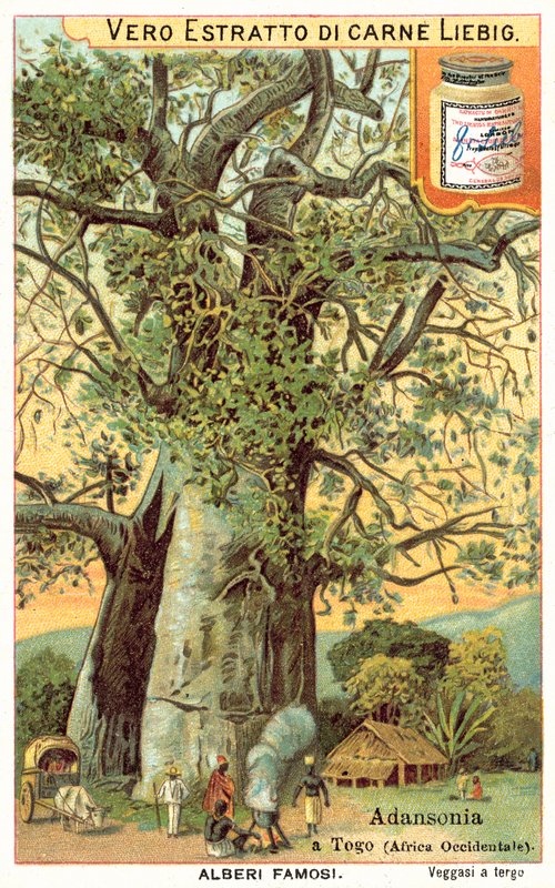Adansonia træ i Togo (chromolitho) af European School