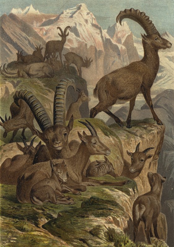 Alpensteinbock af European School