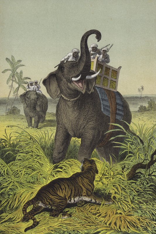 Dyr og planter i Indien (farve litho) af European School