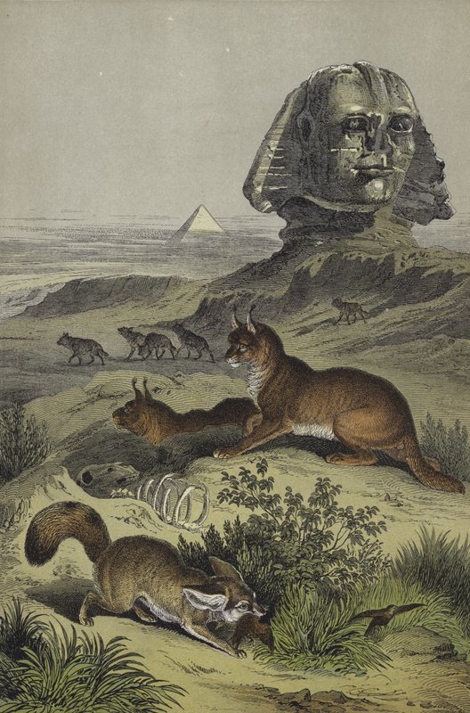 Dyr i Egypten (farve litho) af European School