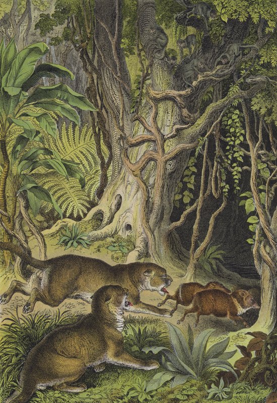 Dyr fra Guyana (farve litho) af European School