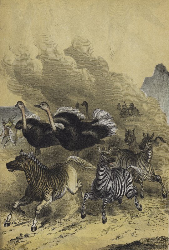 Dyr i det sydlige Afrika (farve litho) af European School