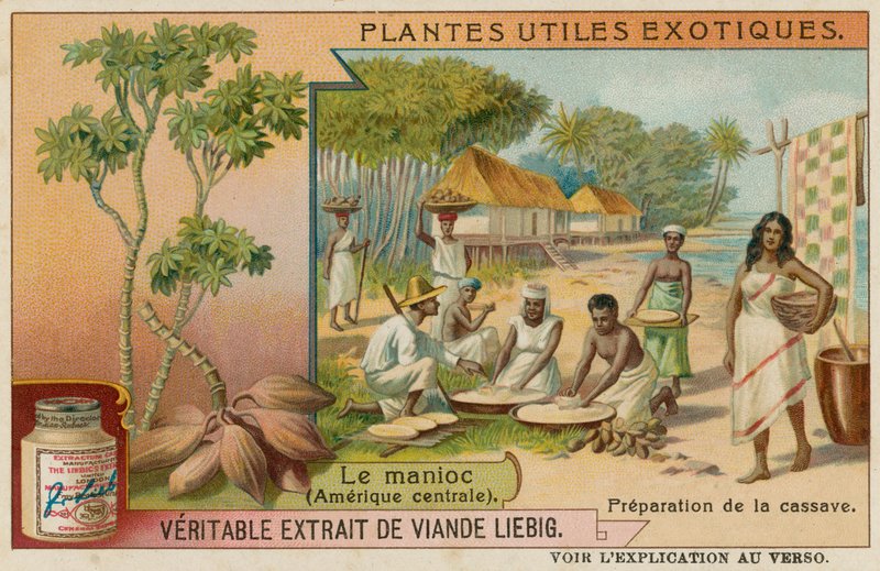 Cassava af European School