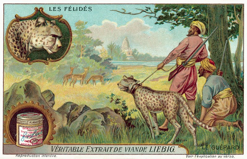 Gepard (chromolitho) af European School