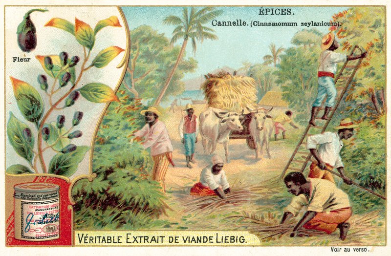 Kanel (chromolitho) af European School