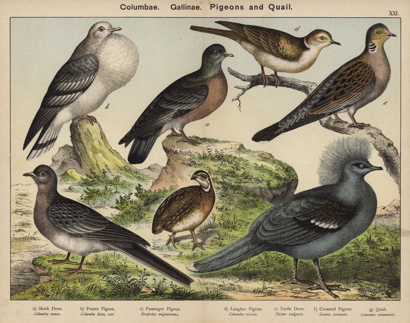 Columbae, Gallinae, duer og vagtler (farvelitografi) af European School