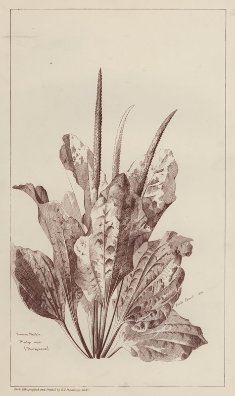 Almindelig plantain (litho) af European School