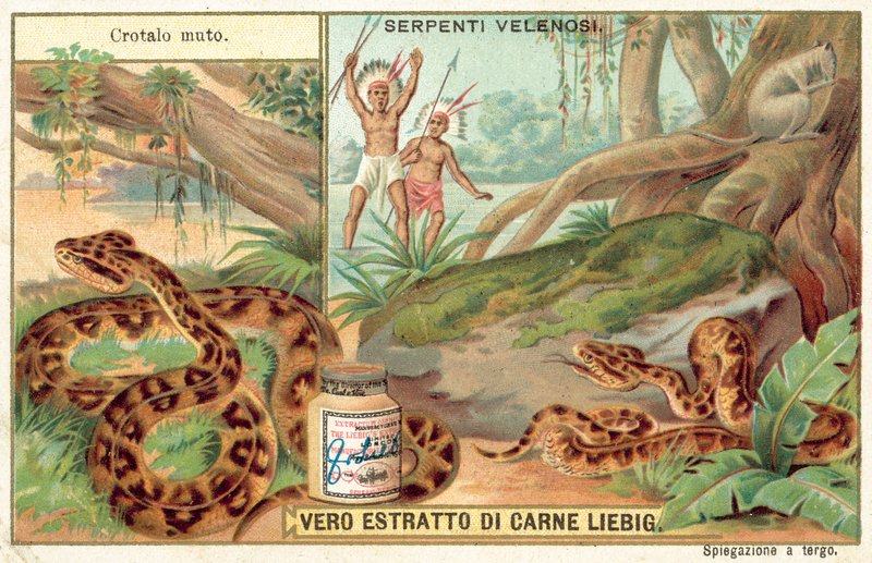 Copperhead (chromolitho) af European School