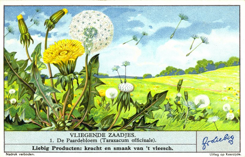 Mælkebøtte (Taraxacum officinale) (chromolitho) af European School