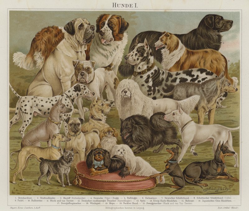 Hunde (farvelitografi) af European School