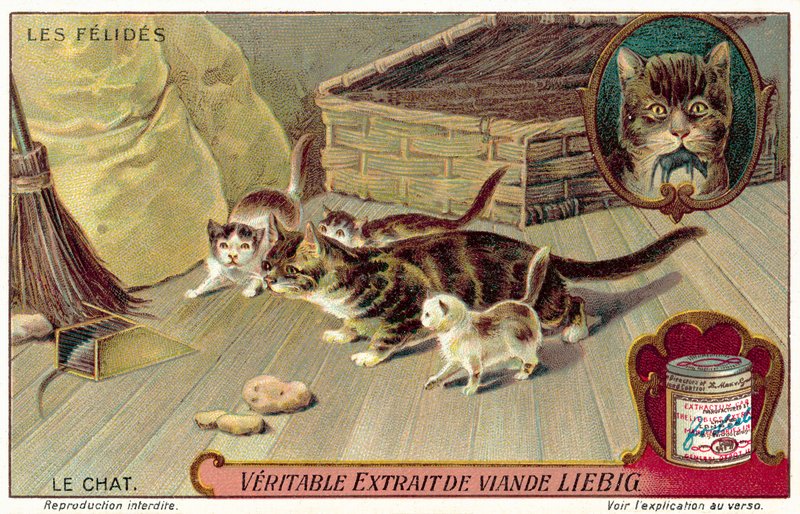 Huskat (chromolitho) af European School