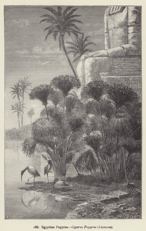 Egyptisk Papyrus, Cyperus Papyrus, Linnaeus (gravering) af European School