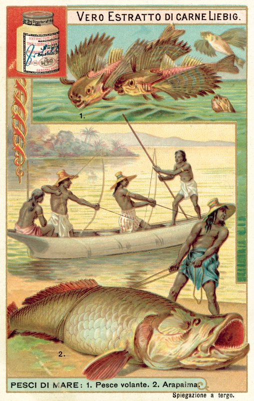 Flyvefisk og arapaima (chromolitho) af European School