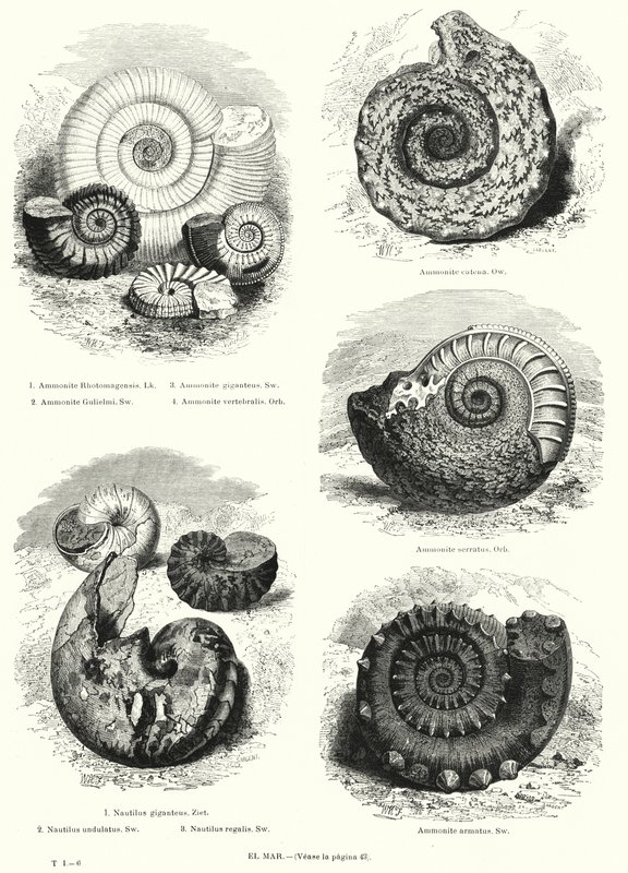 Fossiler af ammonitter og nautilus (litho) af European School