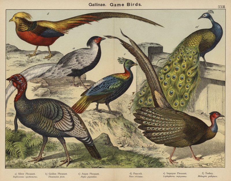 Gallinae, Vildtfugle (farvelitografi) af European School