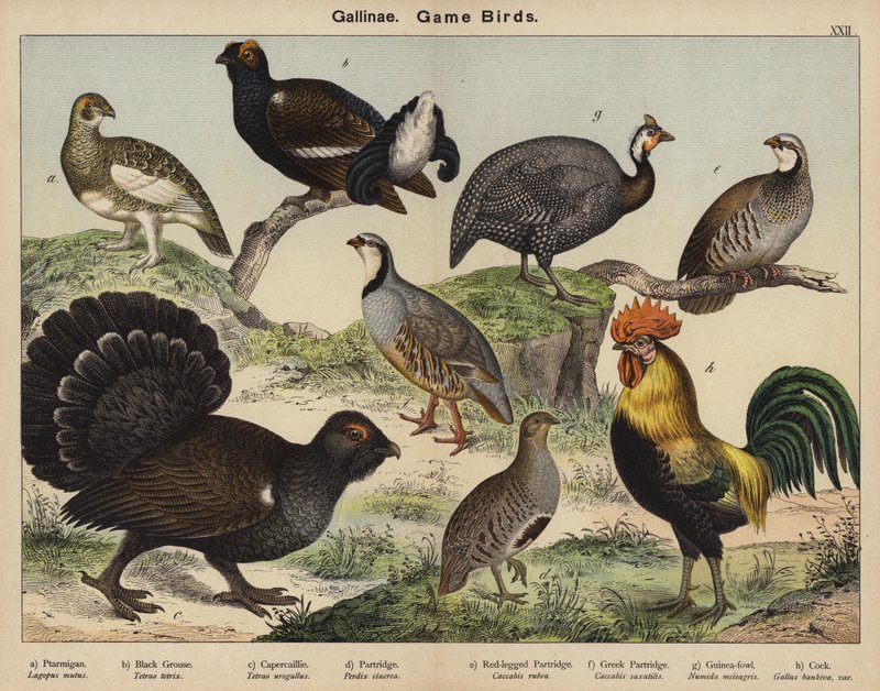 Gallinae, Vildtfugle af European School