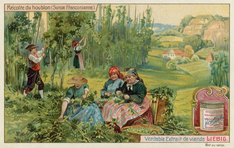 Høst humle i det franske Schweiz af European School