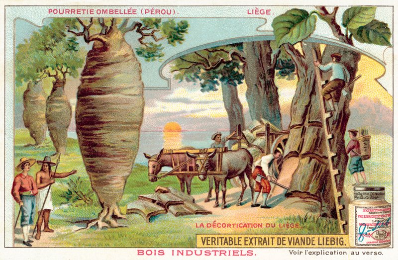 Høste bark fra træer i Peru (chromolitho) af European School