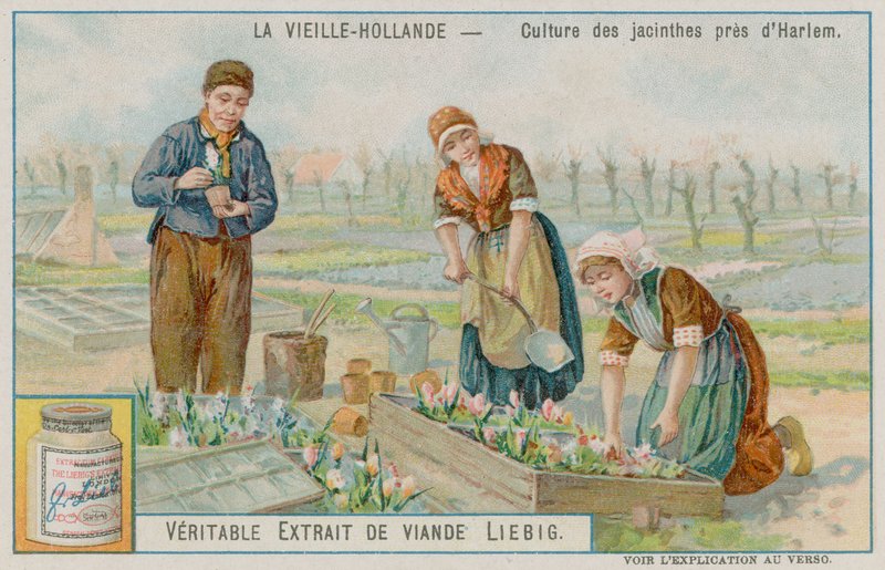 Hyacintafgrøde nær Haarlem af European School