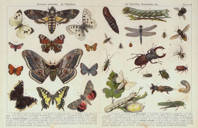 Insekter og andre hvirvelløse dyr (chromolitho) af European School