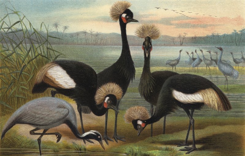 Jomfruer og Peacock Crane af European School